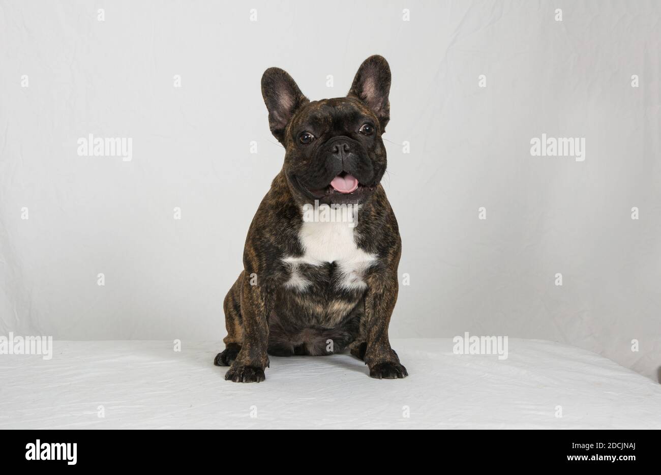 Französische Bulldogge auf weißem High-Key-Hintergrund Stockfoto