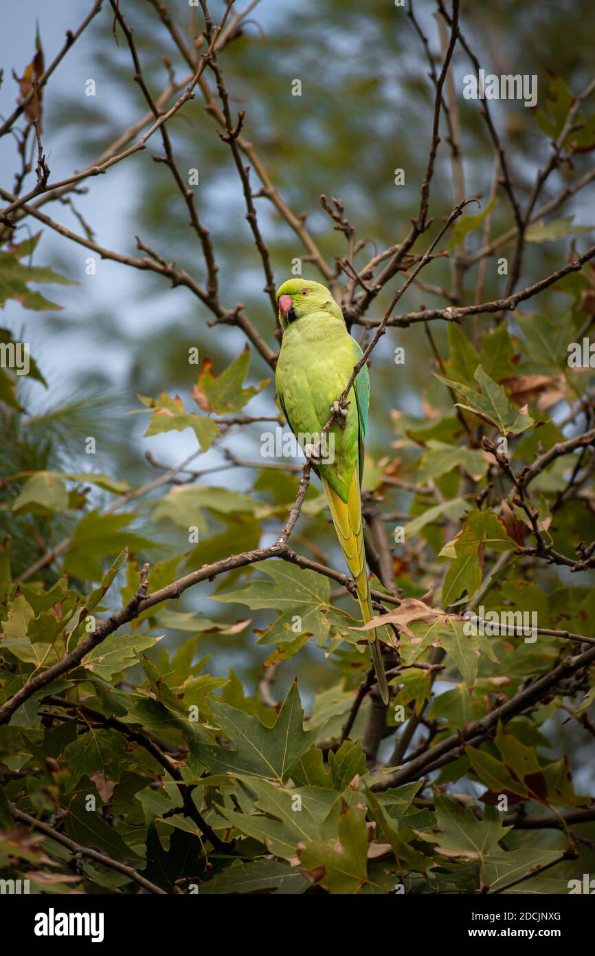 Rosenzapfelsittich (grüner Papagei, ringförmig, ssittacula krameri) auf Baumzweig Stockfoto