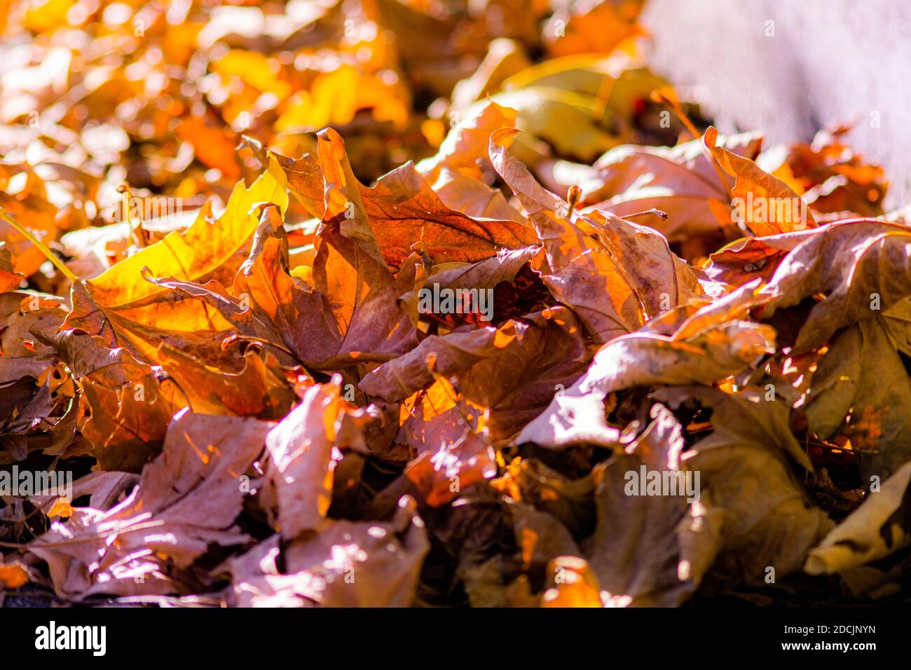 Herbstsaison 2020 braune Blätter fallen von Bäumen bedeckend die Masse Stockfoto