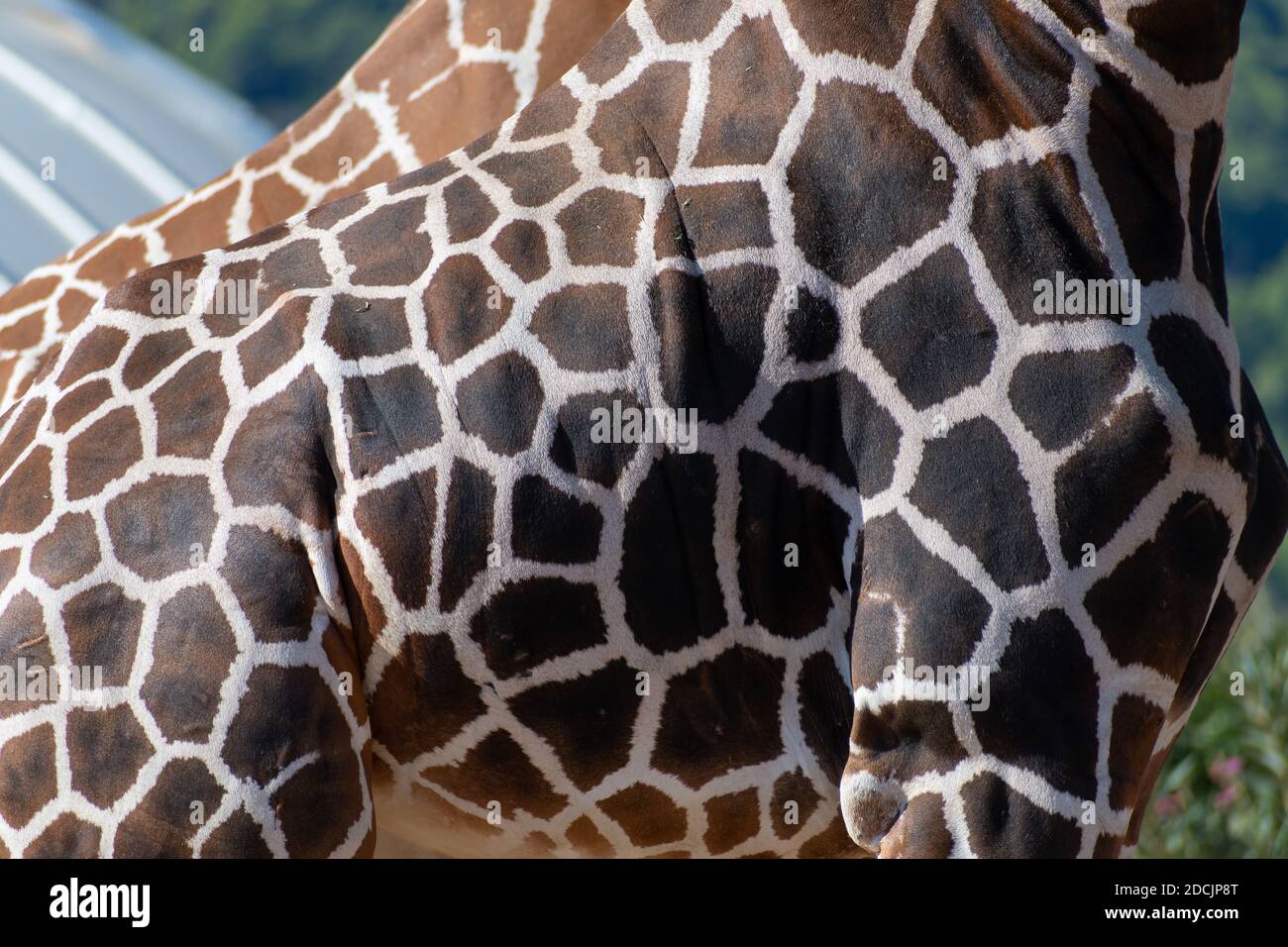 Netzgiraffe (Giraffa camelopardalis reticulata) Fellmuster aus nächster Nähe Stockfoto