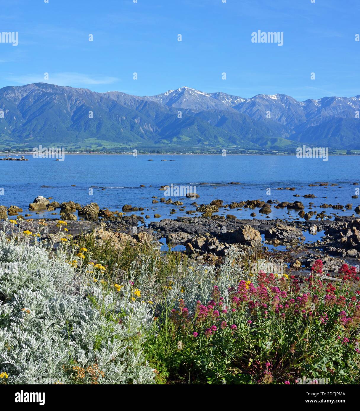 Kaikoura Küste, Felsenpools, Berge und Frühlingsblumen am Morgen Stockfoto