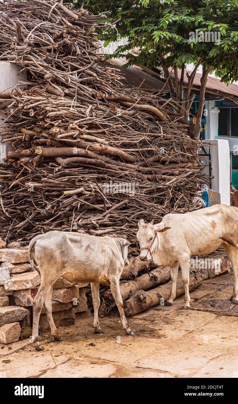 Kaddirampura,, Karnataka, Indien - 4. November 2013: 2 junge weiße Kühe ziehen auf der Straße mit einem Haufen braunem Feuerholz im Rücken herum. Stockfoto