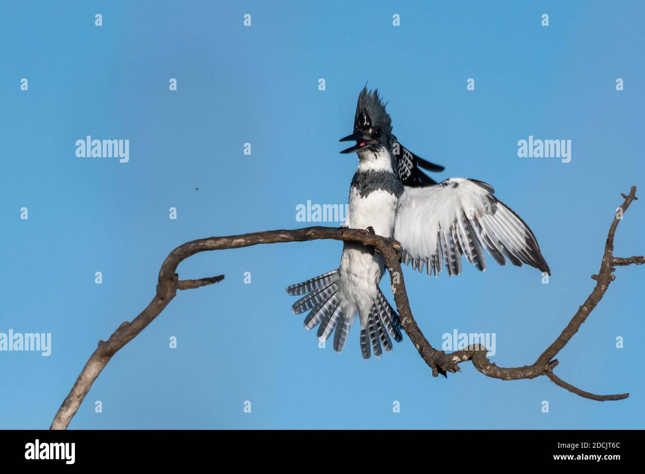 Männchen mit Gürtel Eisvogel mit offenem Schnabel schwingt gefiederte Flügel um seine zarte Landung auf Totholz Zweig auszugleichen. Stockfoto