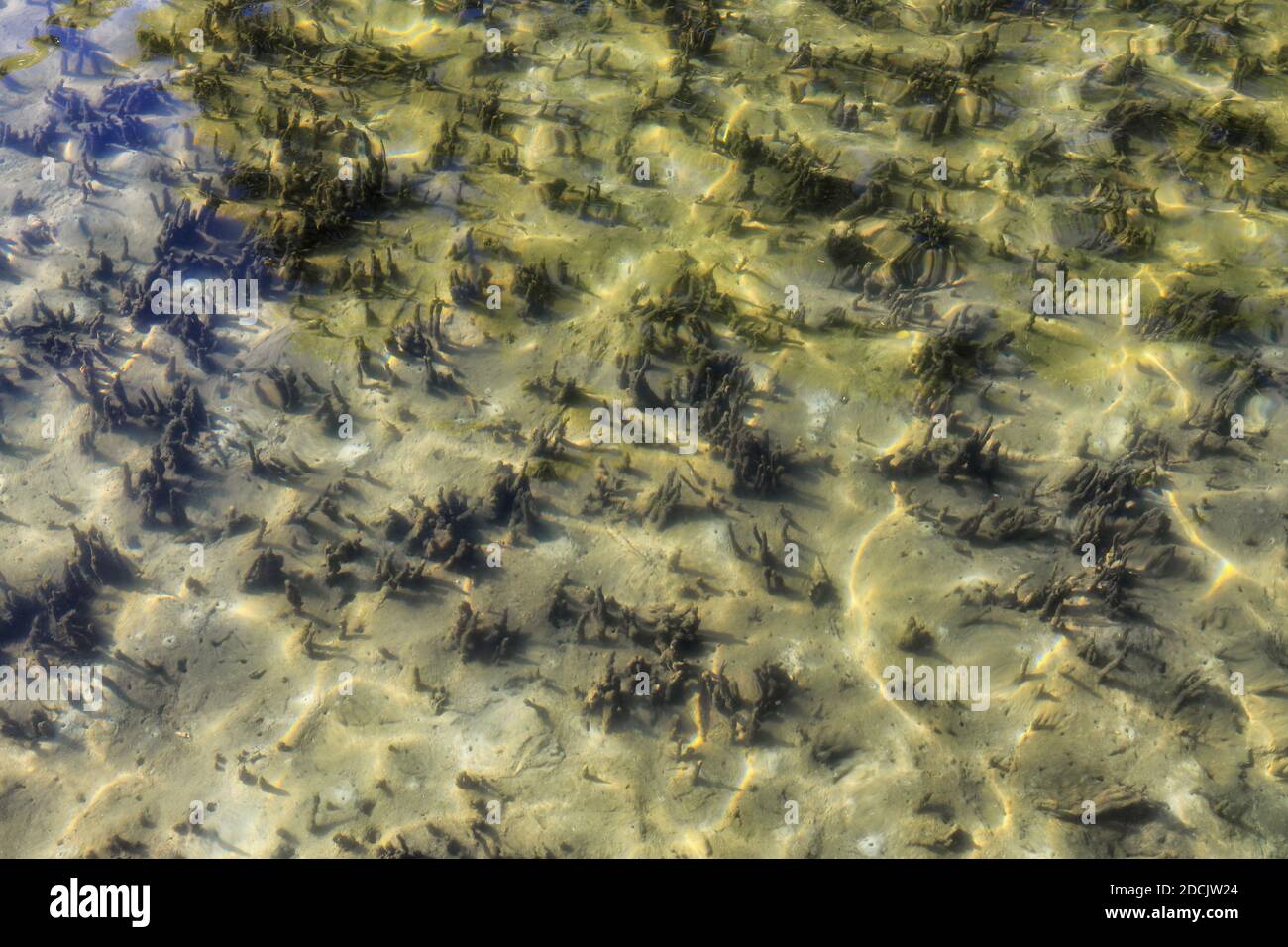 Untergetauchte Sprossen von Mangrovenbäumen, die im Salzwasser von Jervis Bay, Australien wachsen. Stockfoto