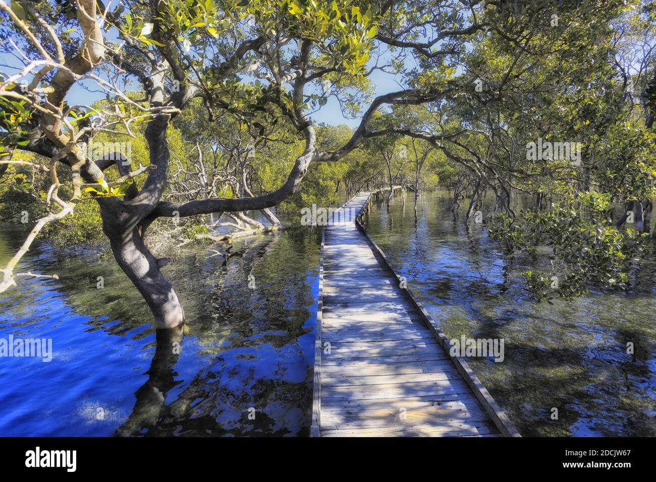 Holzboardwalk im Mangrovenwald der Jervis Bay Area in Australien - seichtes Wasser des lokalen Seeufer-Baches. Stockfoto