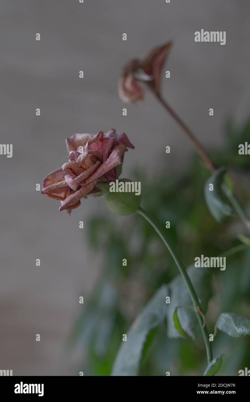 Zwei wunderschöne, verwelkte rosa Rosenblüten, bedeckt mit Spinnweben auf grauem Hintergrund. Nahaufnahme, selektiver Fokus, Seitenansicht. Konzept des Alterns Stockfoto
