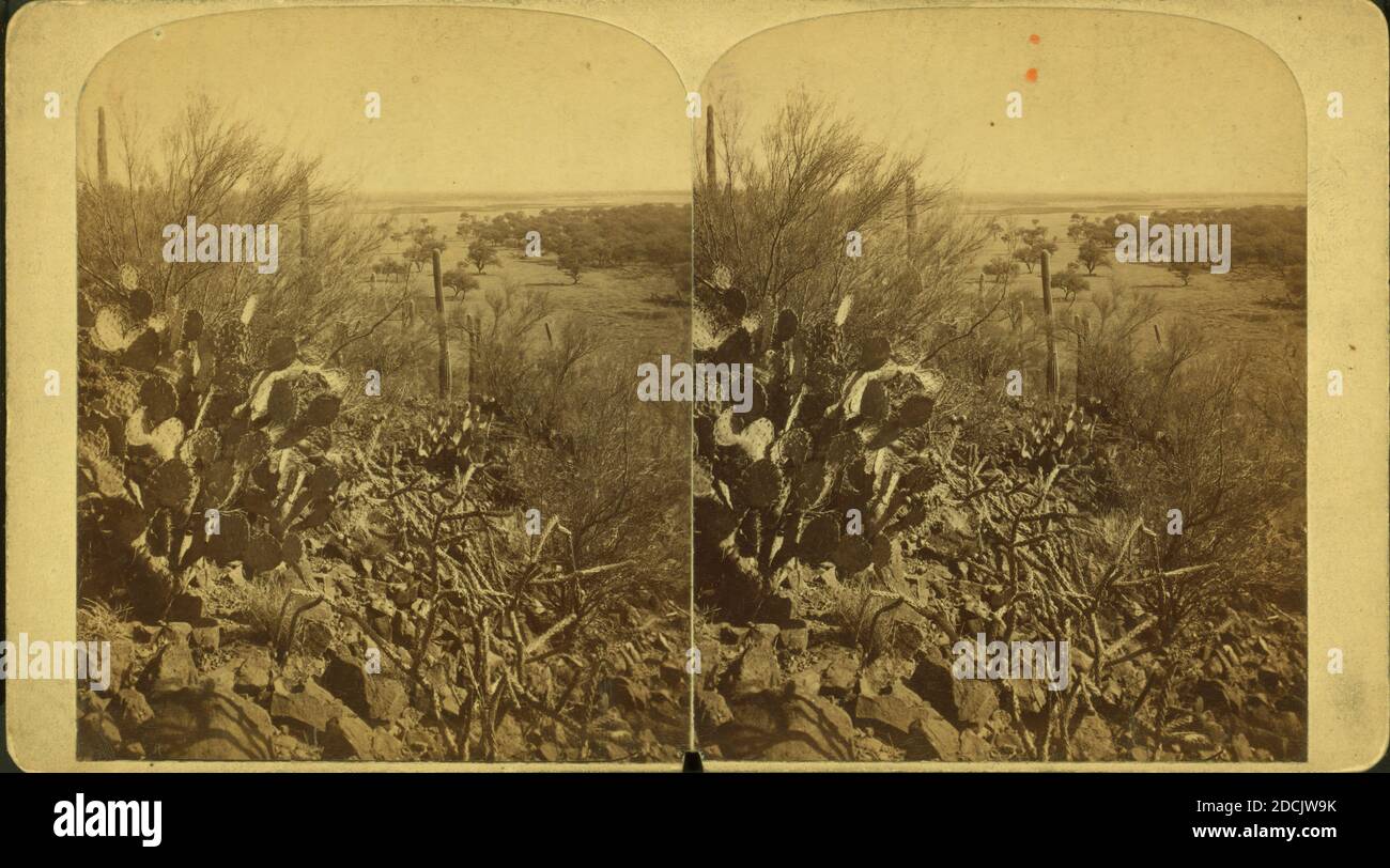 Kaktuswachstum bei Tuscon, A.T., Standbild, Stereographen, 1880 Stockfoto