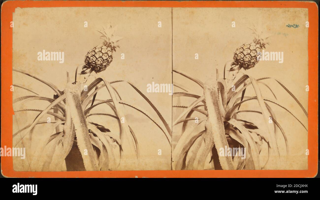 1850 1912 Stockfotos Und Bilder Kaufen Alamy