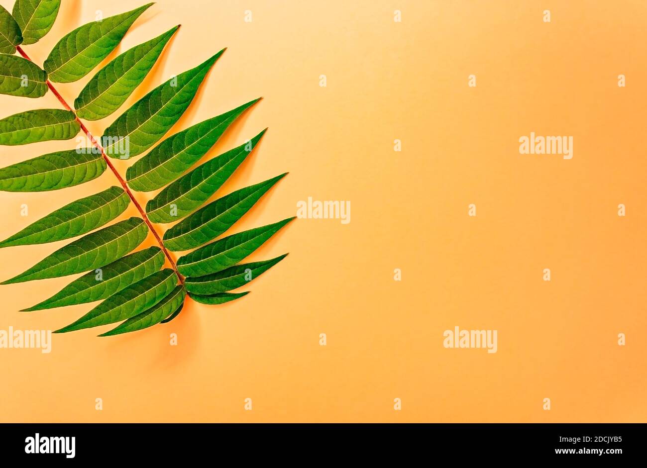 Grüner, belaubter Zweig auf hellorangefarbenem Hintergrund und Platz Für Text Stockfoto