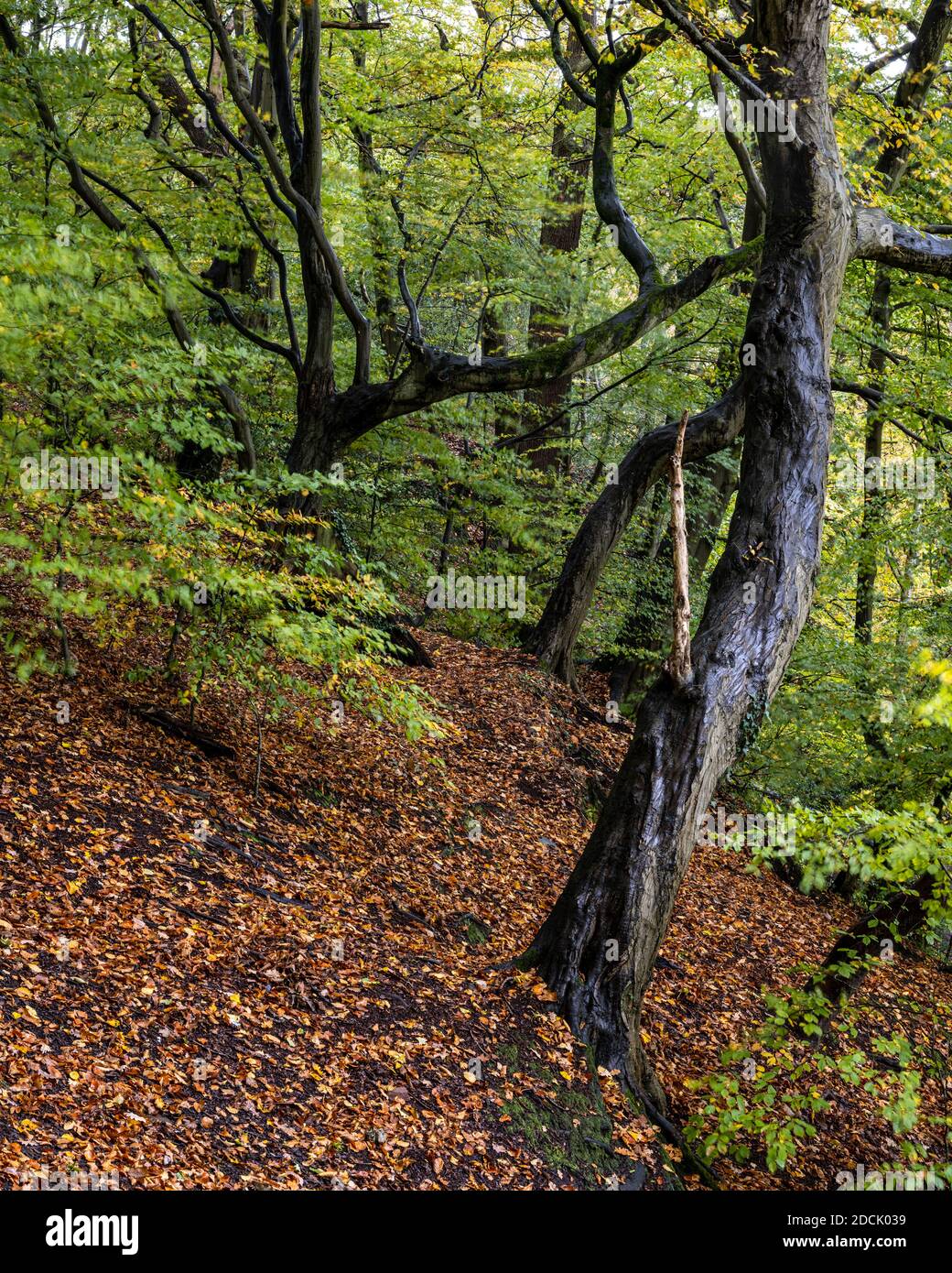 Bäume zeigen Herbstfarben im Oldbury Court Park in Nord Bristol. Stockfoto