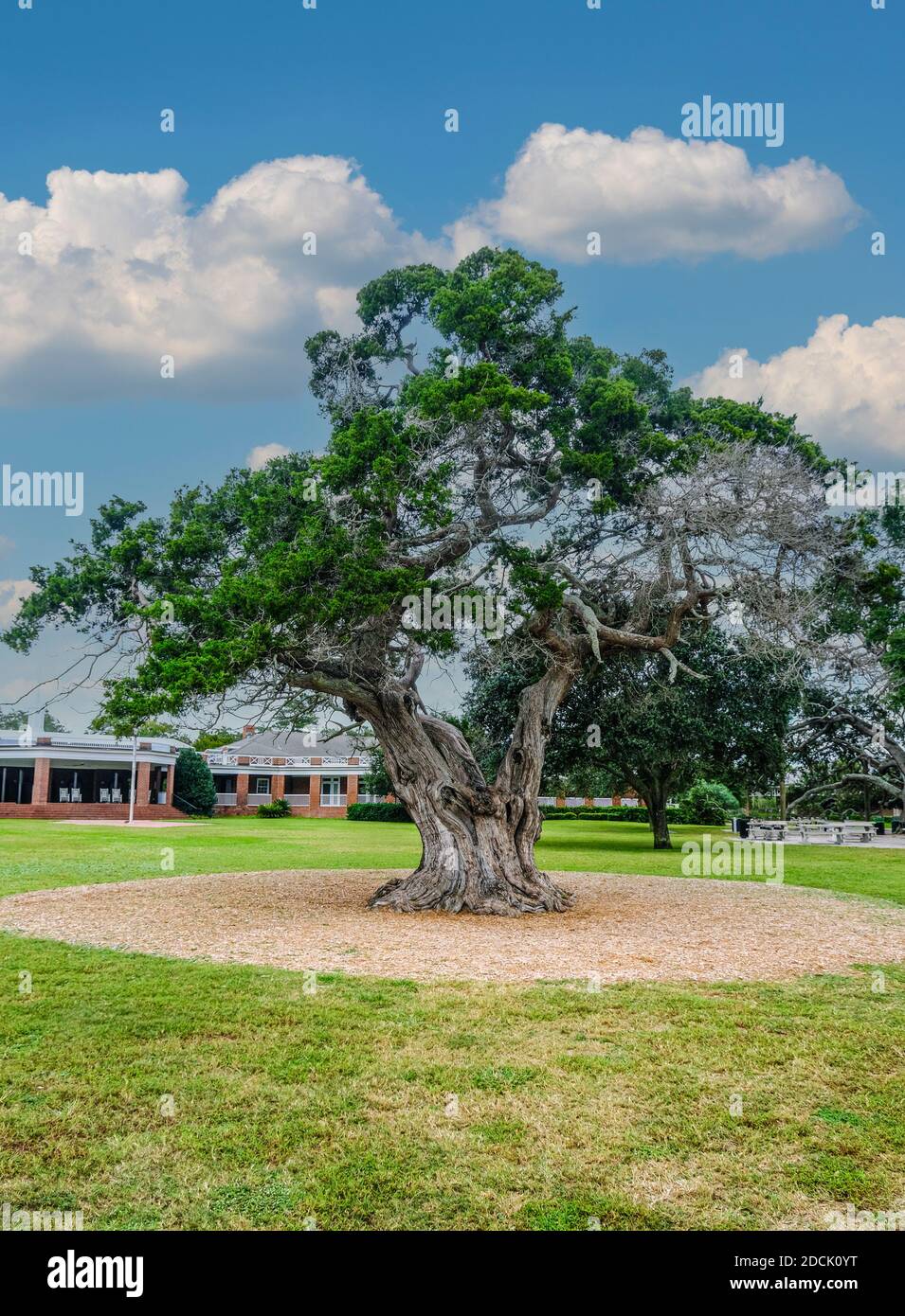 Massive Live Oak Stockfoto