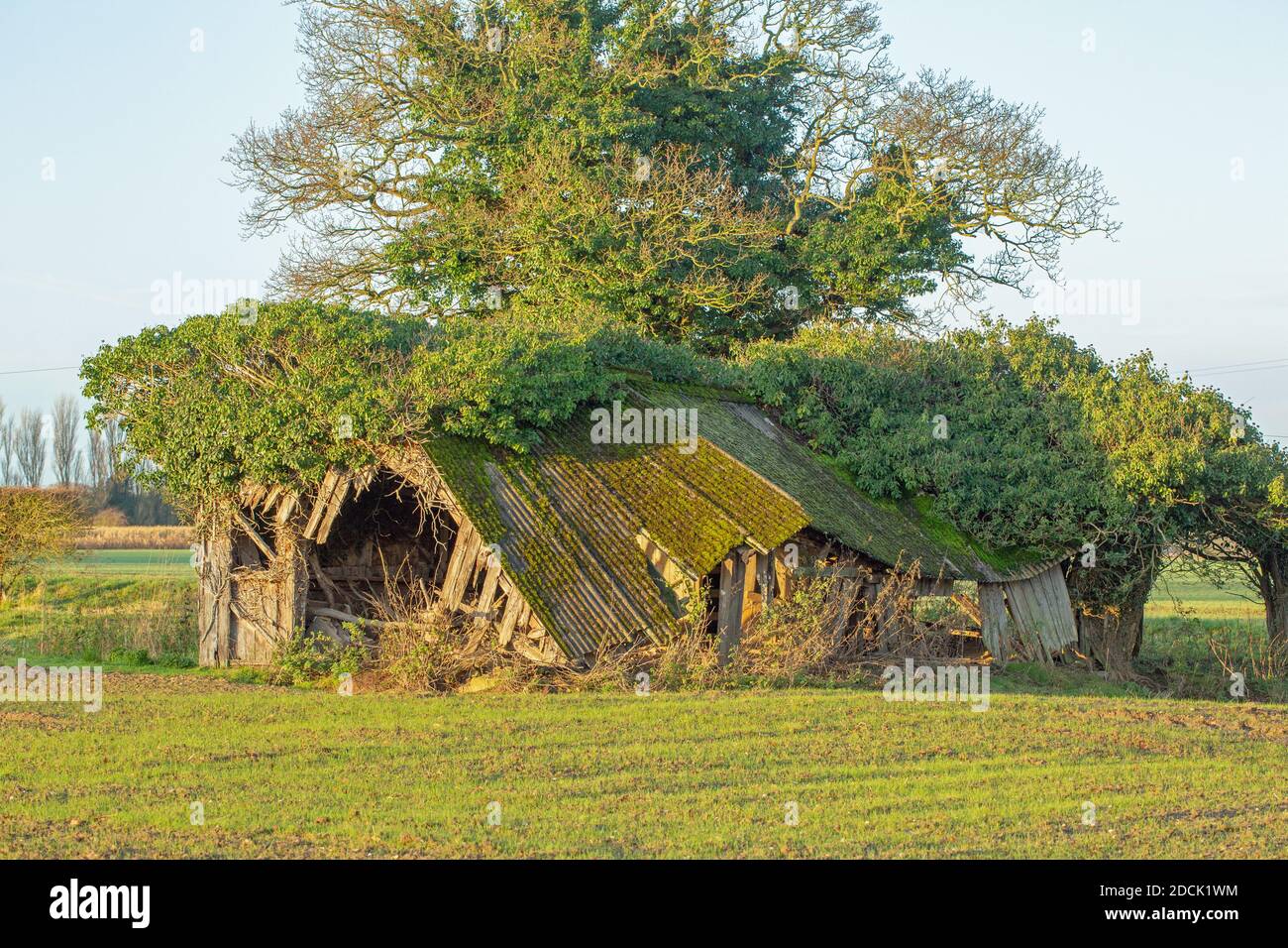 Einstürzende redundante Viehzucht Tierheim. Verfaulendes Holz, beständig, gewelltes Asbestdach, fallend. Nahaufnahme. Norfolk. East Anglia. VEREINIGTES KÖNIGREICH. Stockfoto