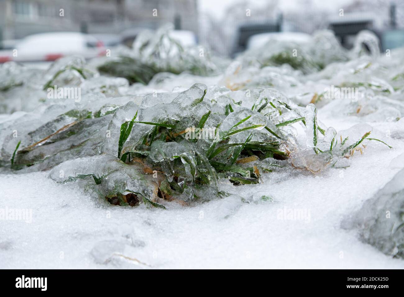Das grüne Gras auf dem städtischen Rasen wurde vom Regen nass und mit einer Eiskruste bedeckt. Stockfoto