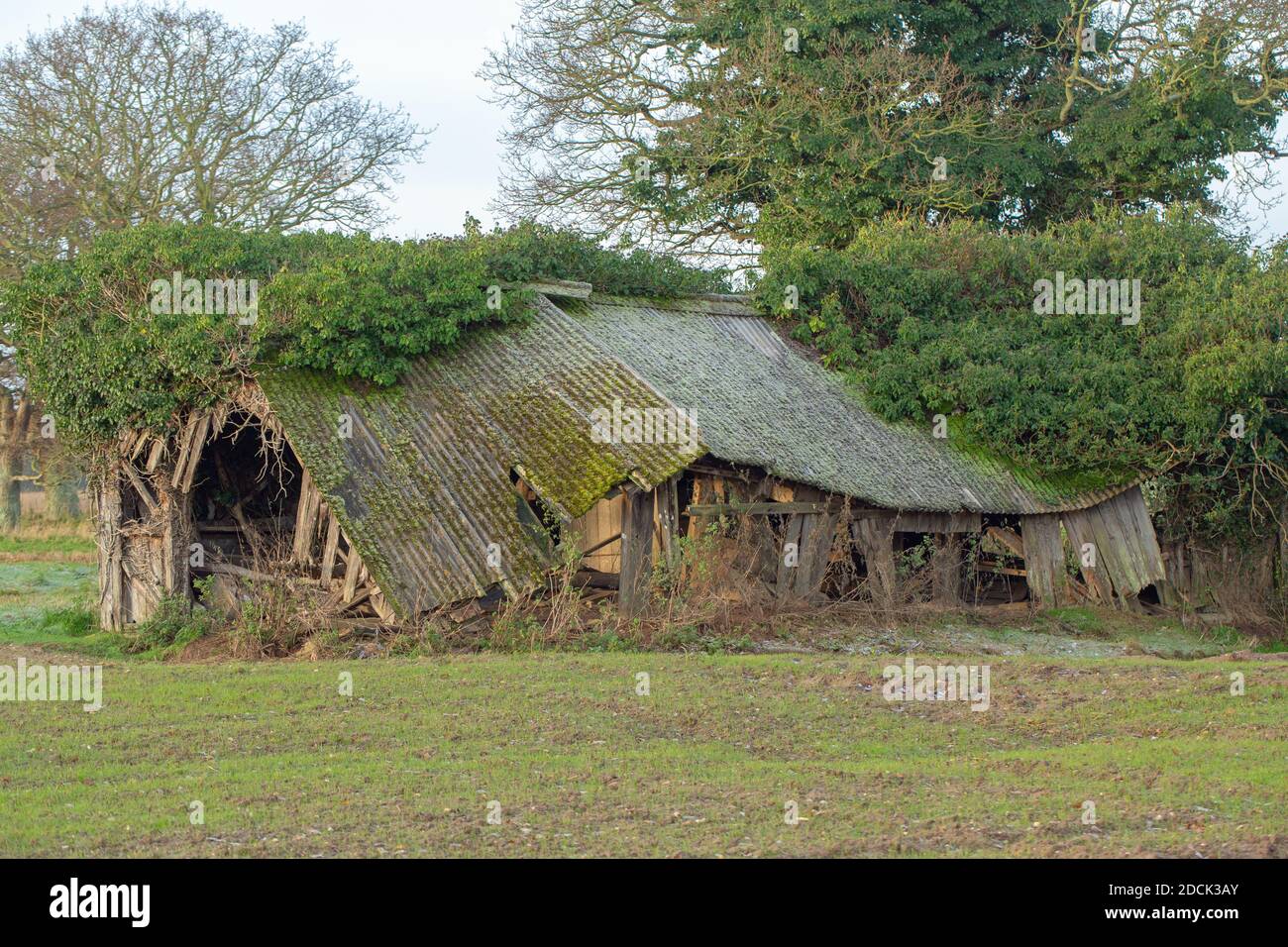 Einstürzende redundante Viehzucht Tierheim. Verfaulendes Holz, beständig, gewelltes Asbestdach, fallend. Nahaufnahme. Norfolk. East Anglia. VEREINIGTES KÖNIGREICH. Stockfoto