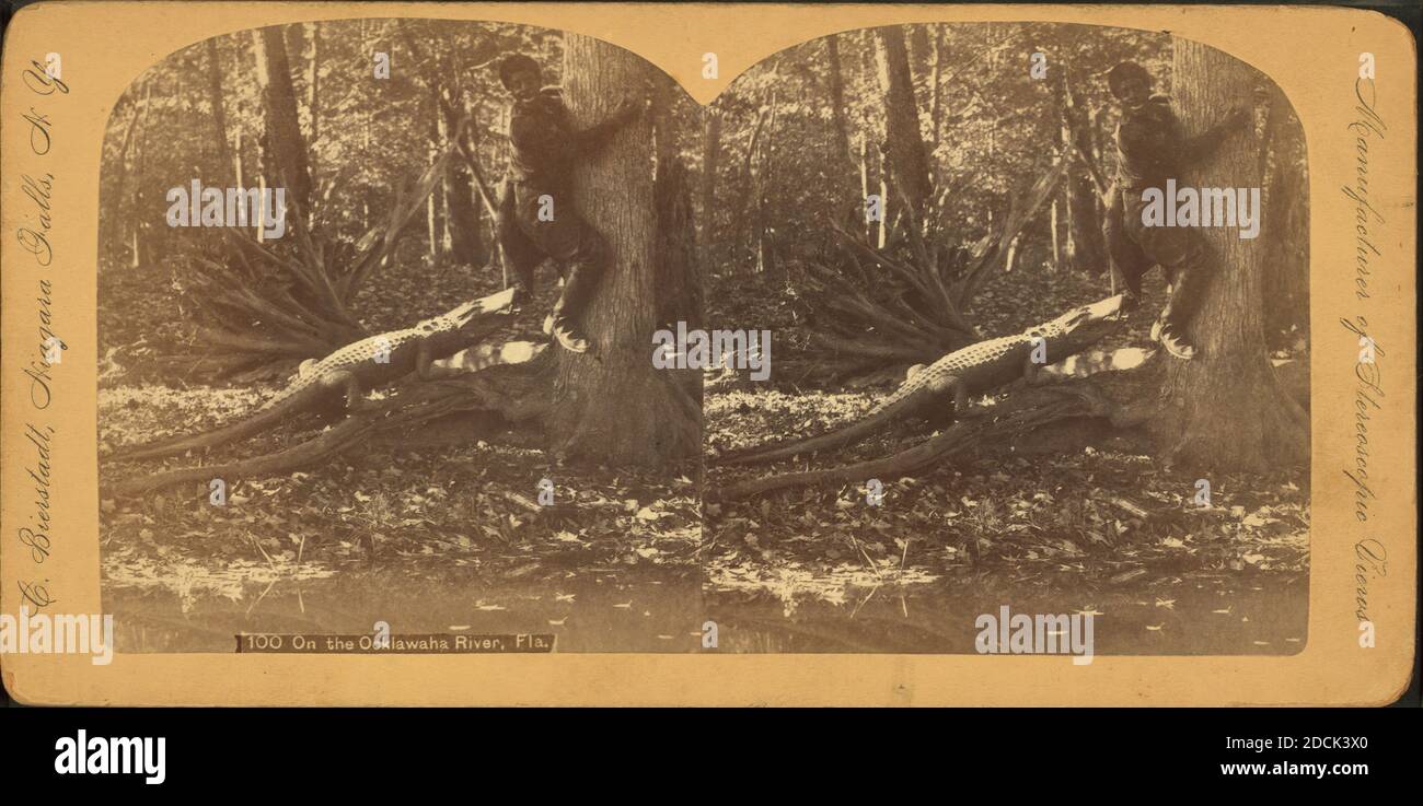 Auf dem Ocklawaha Fluss, Fla., Standbild, Stereographien, 1850 - 1930, Bierstadt, Charles (1819-1903 Stockfoto