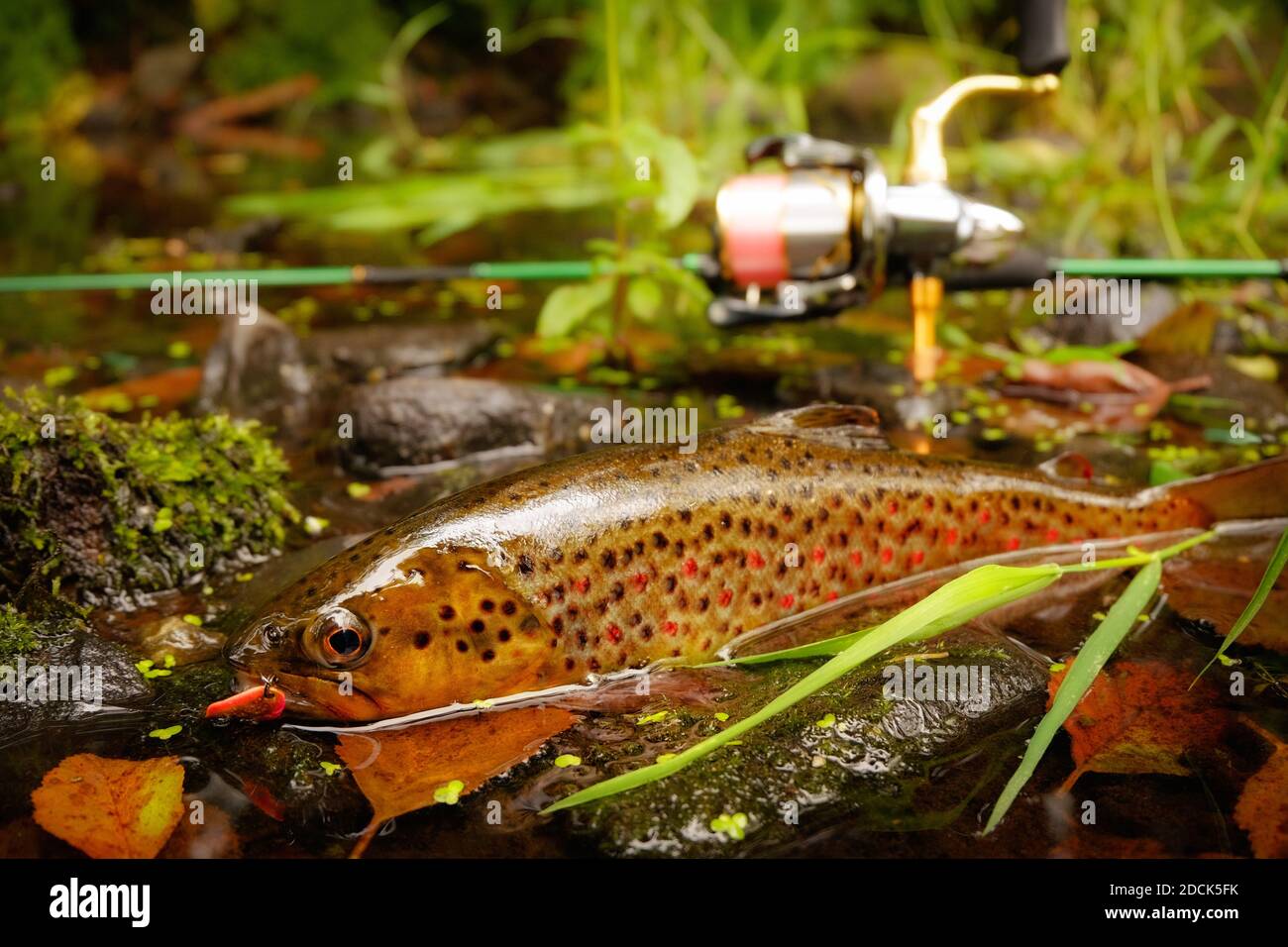 Forellenfische mit Angelausrüstung Stockfoto