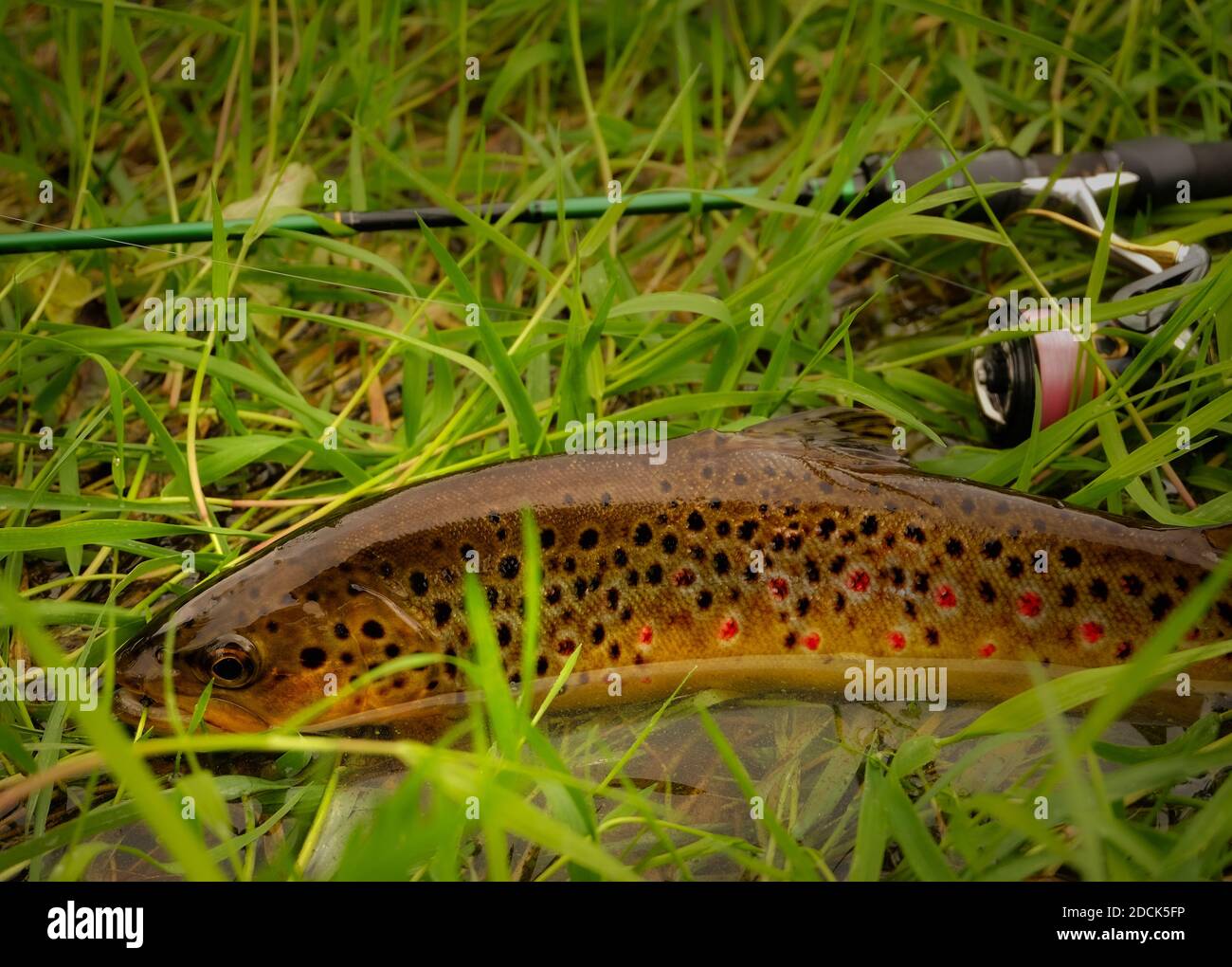 Forellenfische mit Angelausrüstung Stockfoto