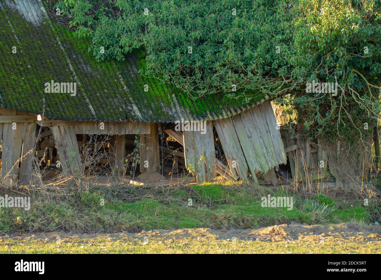 Einstürzende redundante Viehzucht Tierheim. Verfaulendes Holz, resistentes Welldach aus Asbest, fallend. Nahaufnahme. Norfolk. East Anglia. VEREINIGTES KÖNIGREICH. Stockfoto