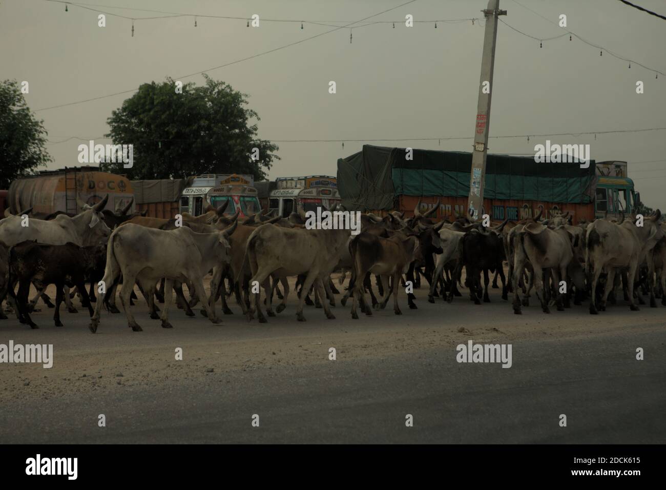 Vieh auf der Seite einer Straße mit Lastwagen im Hintergrund. Rajasthan, Indien. Stockfoto