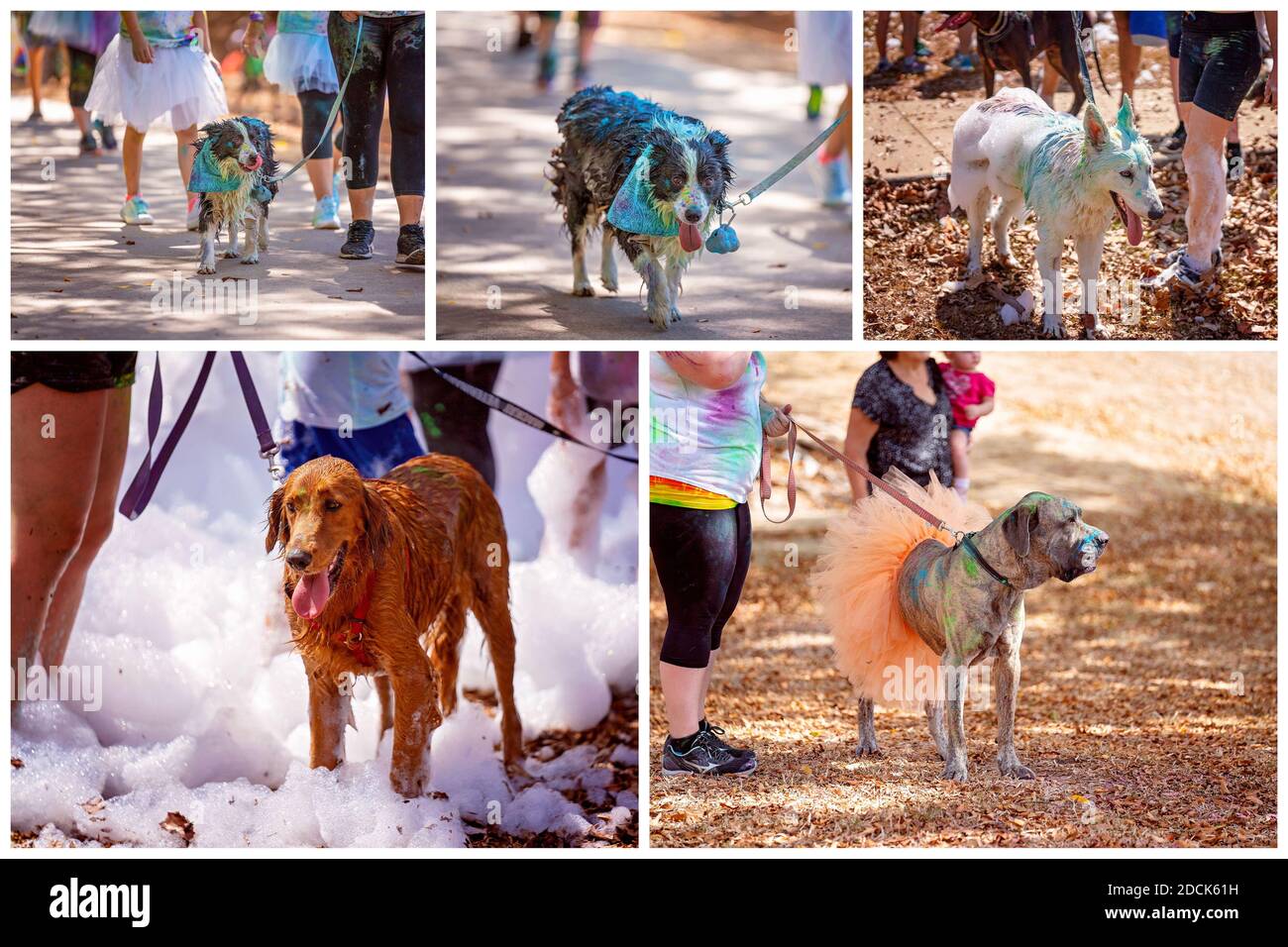 Collage aus Bildern von Hunden, die gekleidet sind, um an einem lustigen Lauf in einem öffentlichen Park teilzunehmen, der mit farbigen Farben und Seifenblasen bedeckt ist Stockfoto
