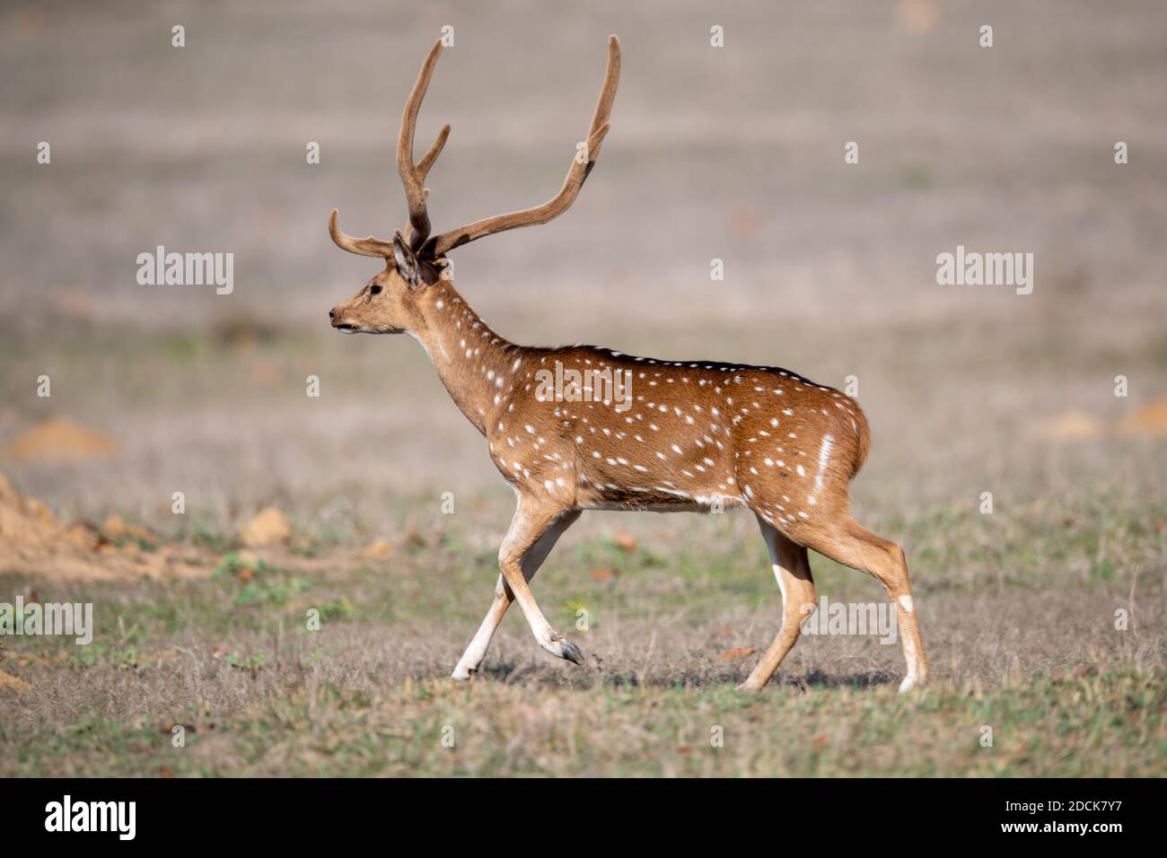 Chital Hirsch (Achsenachse) in Indien Stockfoto