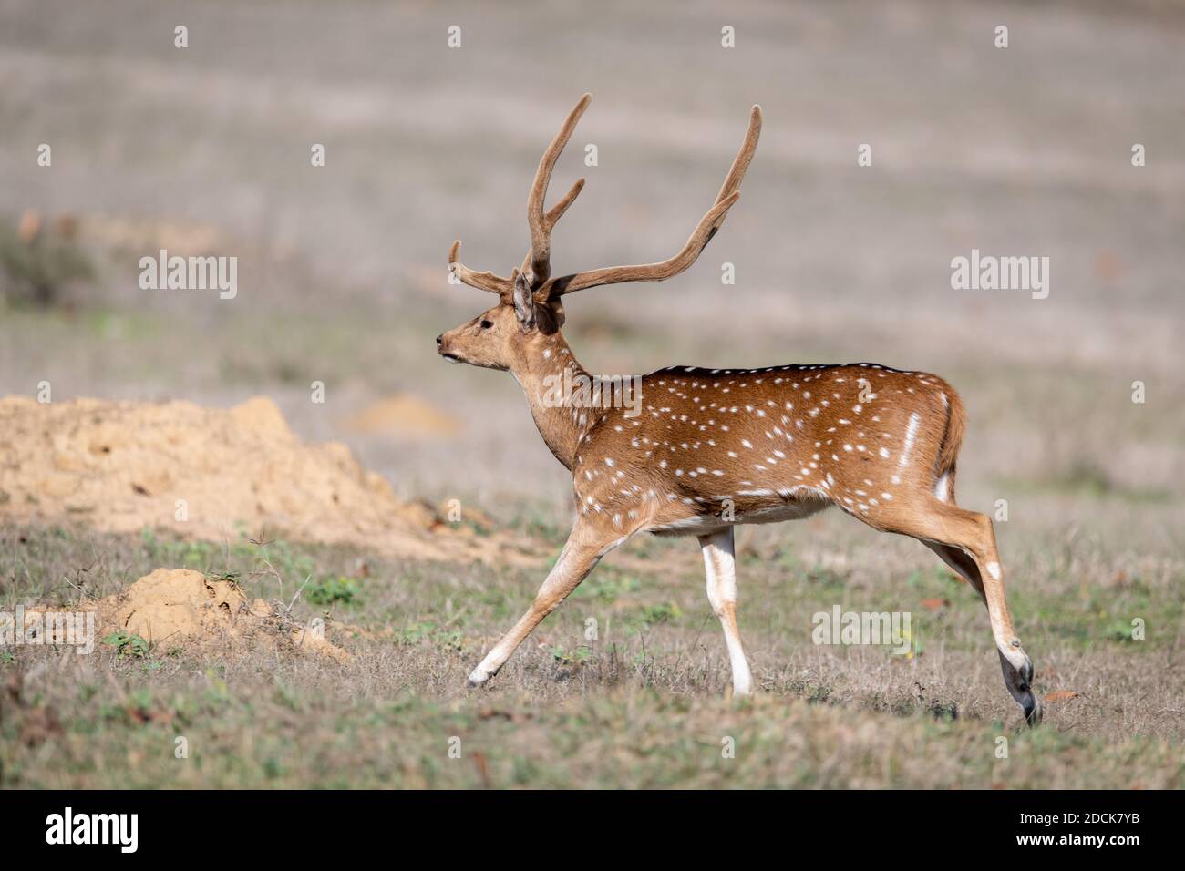 Chital Hirsch (Achsenachse) in Indien Stockfoto