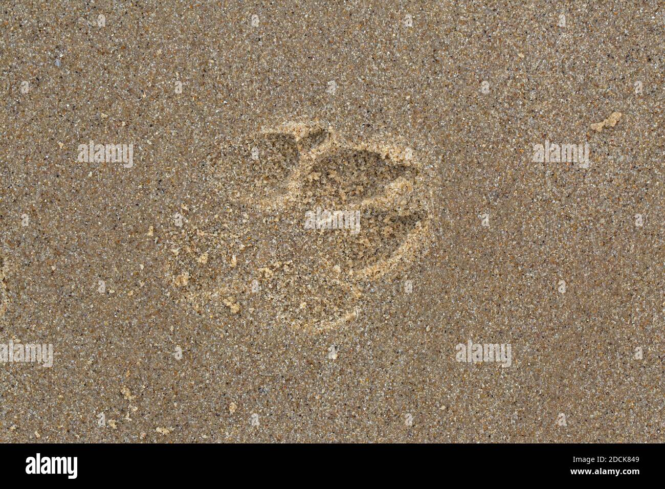 Hundepawprint, frischer Eindruck in weichem Nass, Salzwasser, Sand. Wird nach dem Rückzug bei Flut hergestellt. Happisburgh Beach. Nahaufnahme. Blick sofort nach unten f Stockfoto