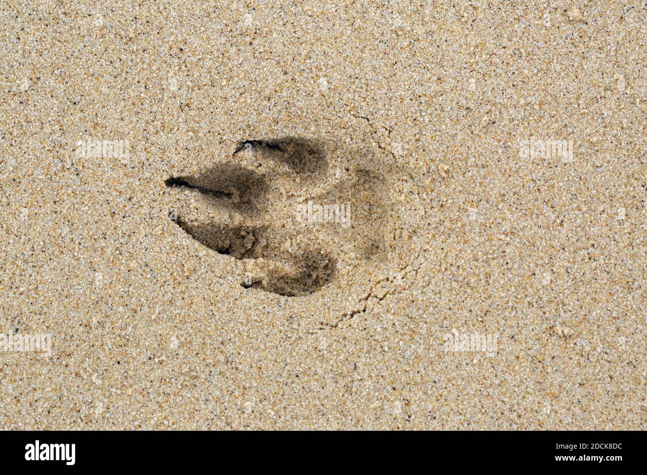 Hund. Inland. (Canis lupus familiaris), Pfote, Fuß, Druckabdruck im Sand. Krallen, Ziffern, Pad, STRAND, Meer, Happisburgh, Norfolk. Stockfoto