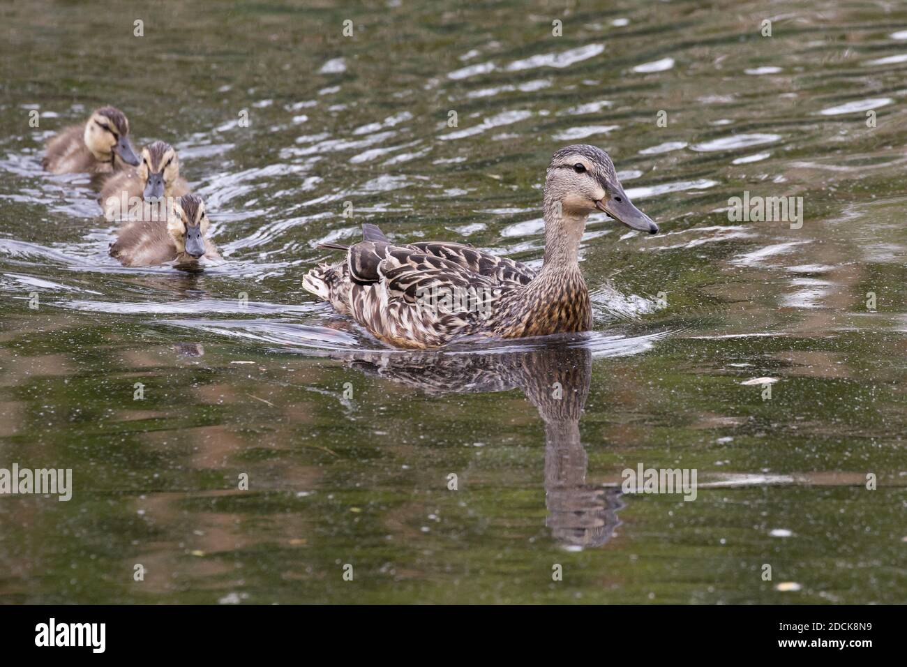 Mallard (Anas platyrhynchos) Henne mit ihren Entchen auf einem Teich, Long Island, New York Stockfoto