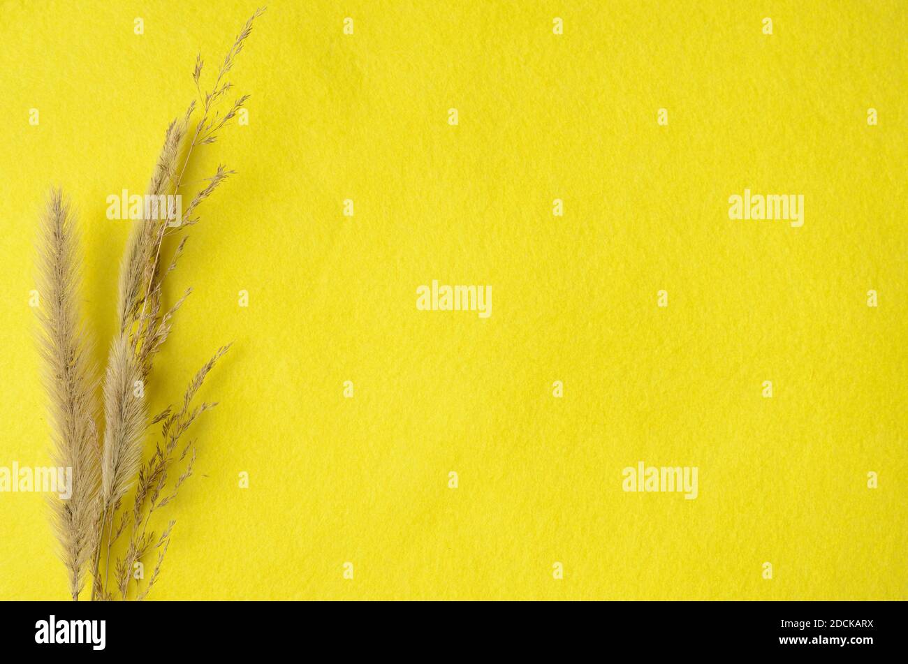 Modell. Trockene Grashalme auf einem leuchtend gelben Stoffhintergrund. Stockfoto
