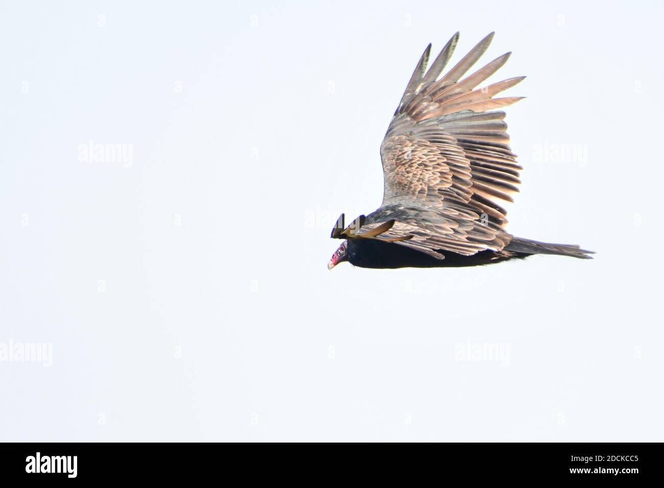 Ein türkeigeier, der über den Fressvogel Hawk Mountain fliegt - putenbussard - John Krähe - Carrion Krähe Cathartes Aura Fliegt in einem wolkenlosen blauen Himmel Stockfoto