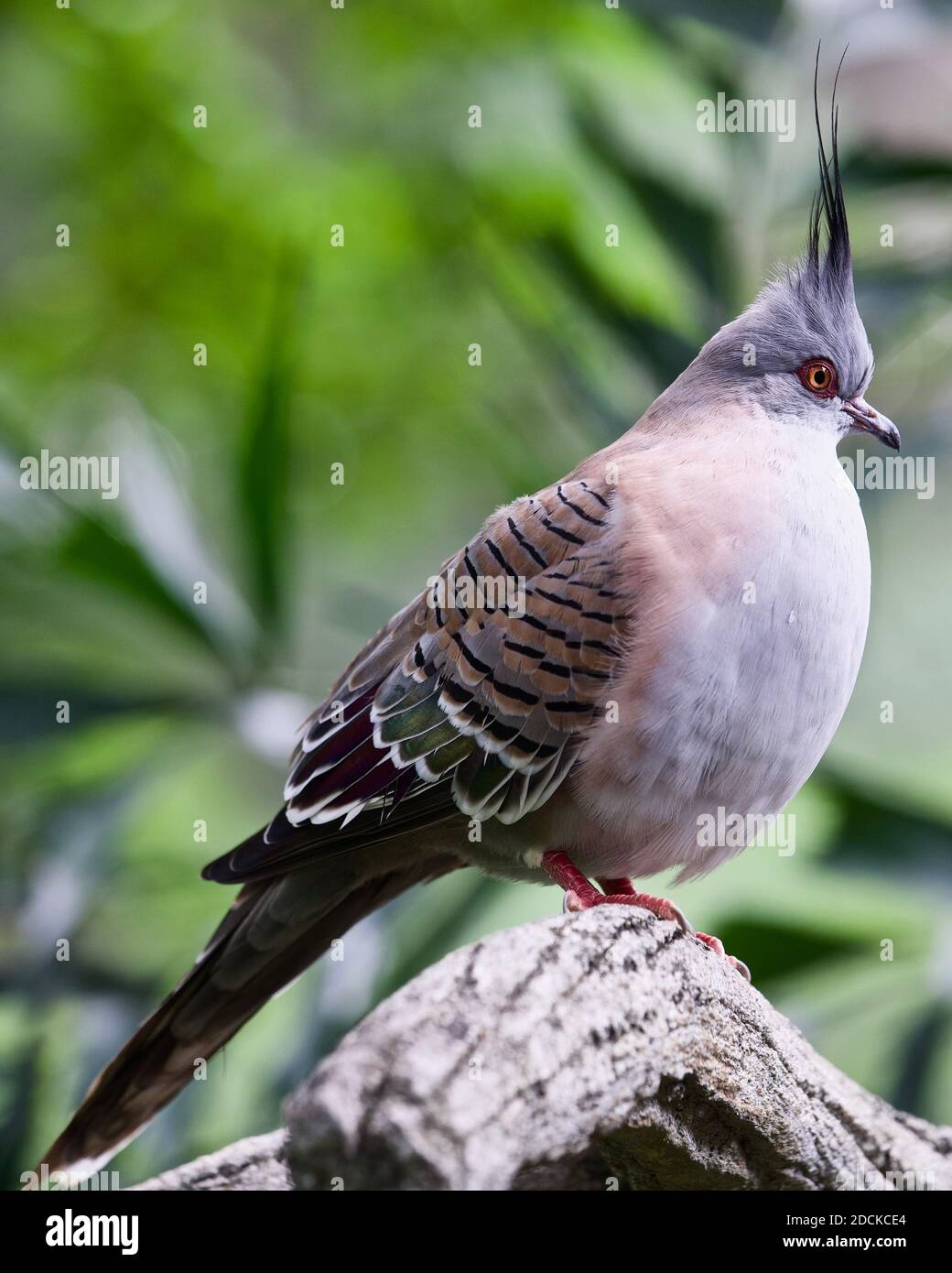 Haubentaube auf einem Ast sitzend Stockfoto