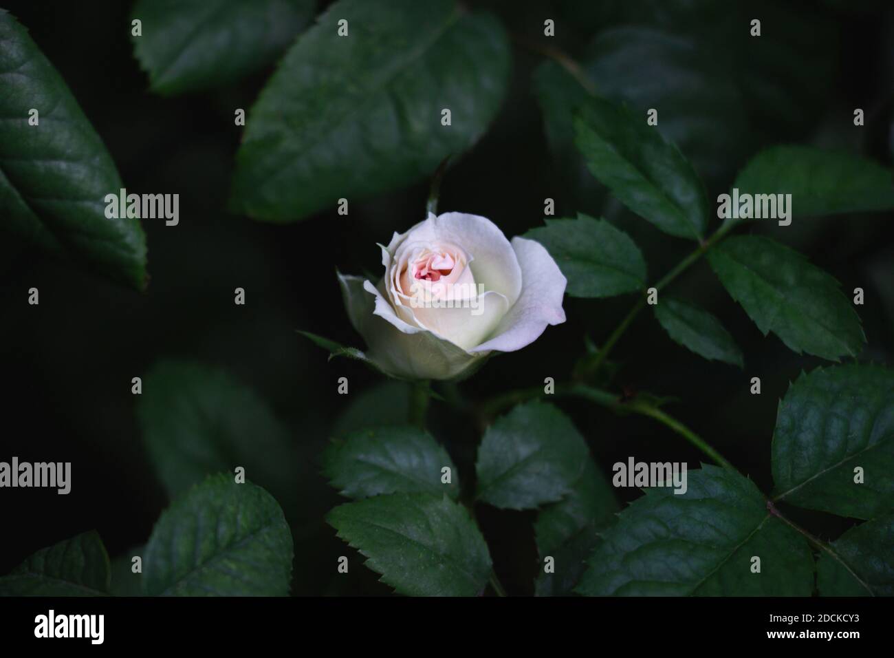 Hellrosa Blume von Rosen Mimi Eden in voller Blüte auf grünem Blatthintergrund. Stockfoto