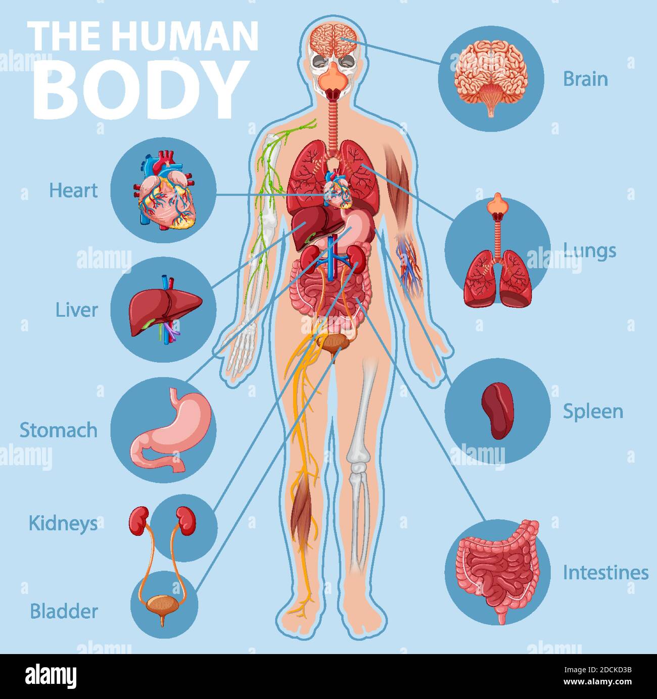 Anatomie Des Menschlichen Körpers Anatomie des menschlichen Körpers Informationen Infografik Illustration
