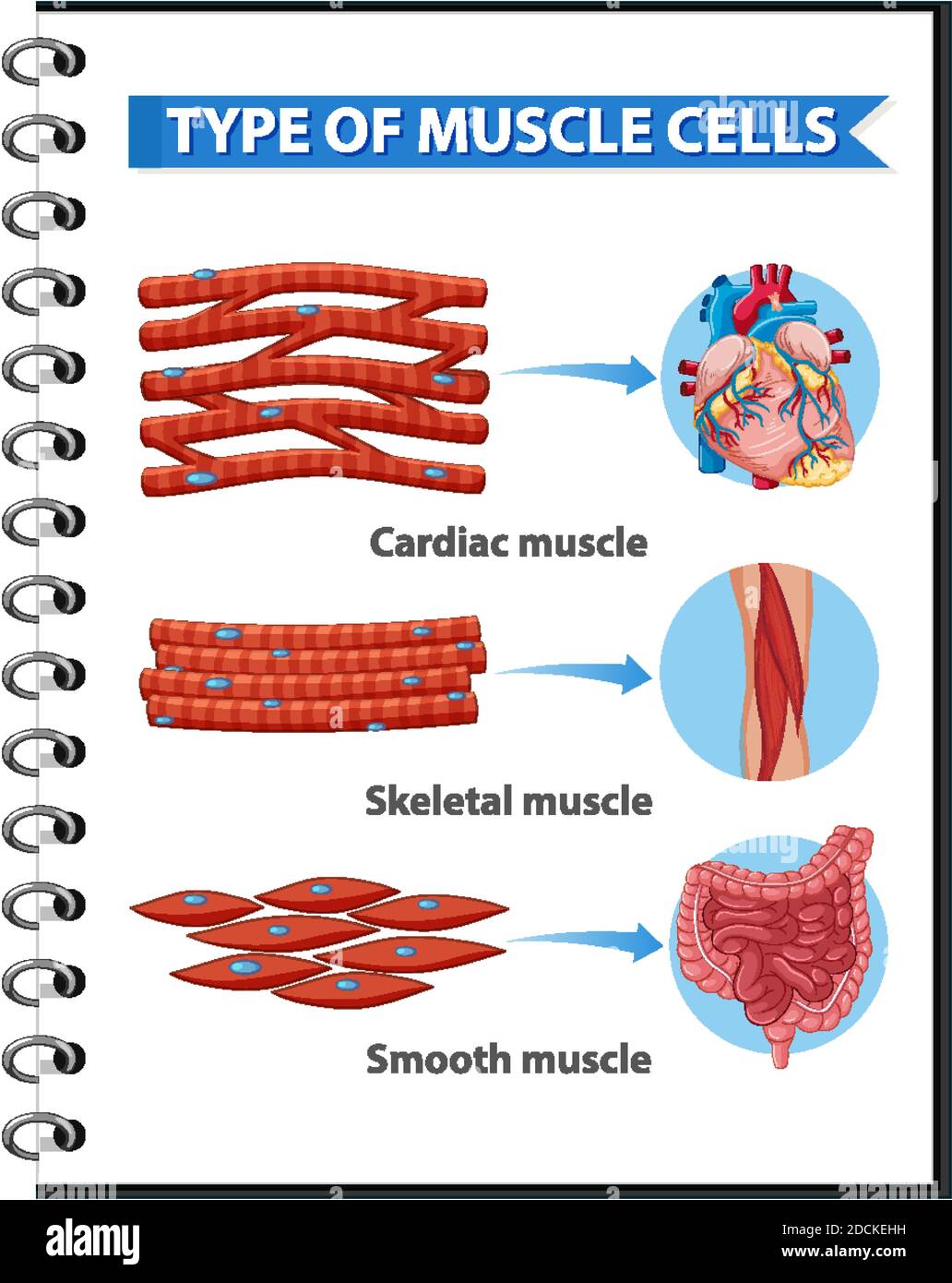 Art der Muskelzellen für die Gesundheitserziehung Infografik Illustration Stock Vektor