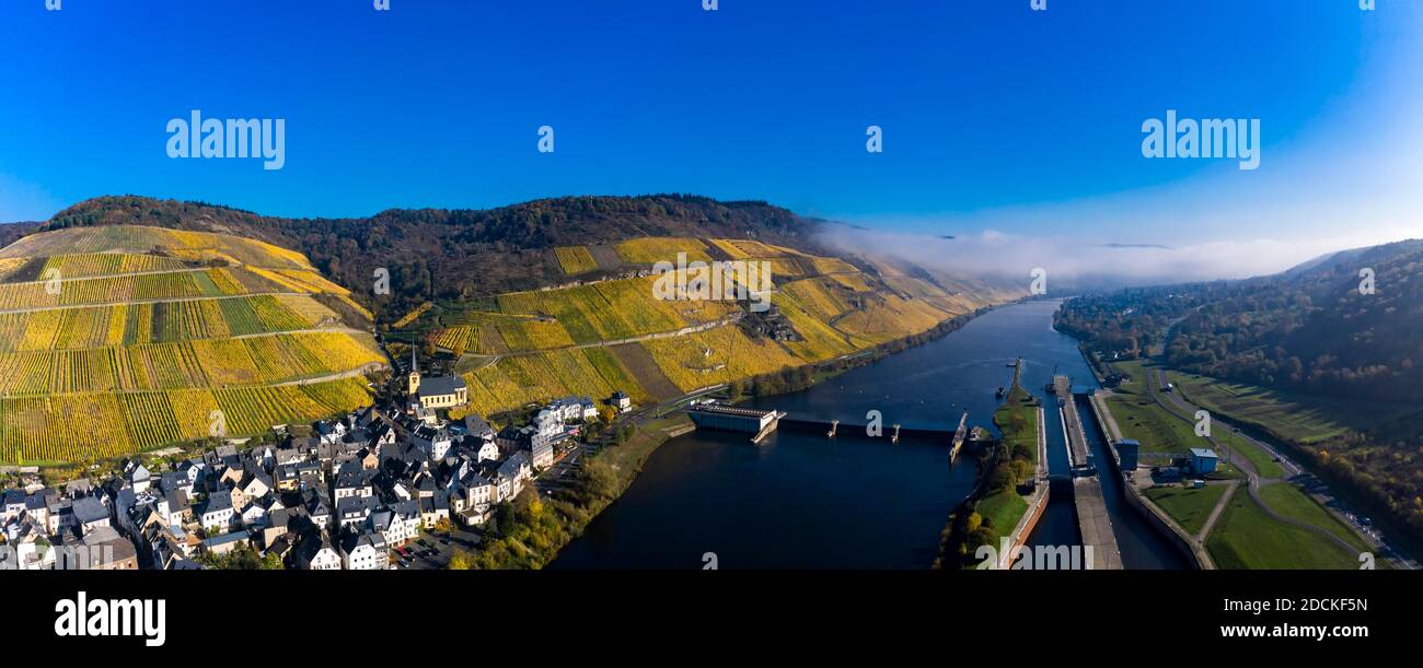 Luftaufnahme, Mosel, Weinberge im Herbst, Zeltingen, Rachtig, Rheinland-Pfalz, Deutschland Stockfoto