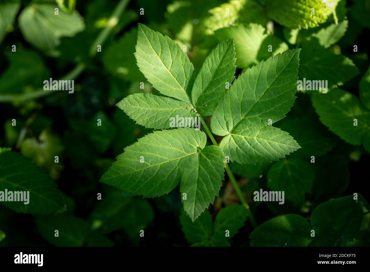 Gewöhnlicher Ground Holunder (Aegopodium podagraria) Perlacher Forst, Bayern, Deutschland Stockfoto