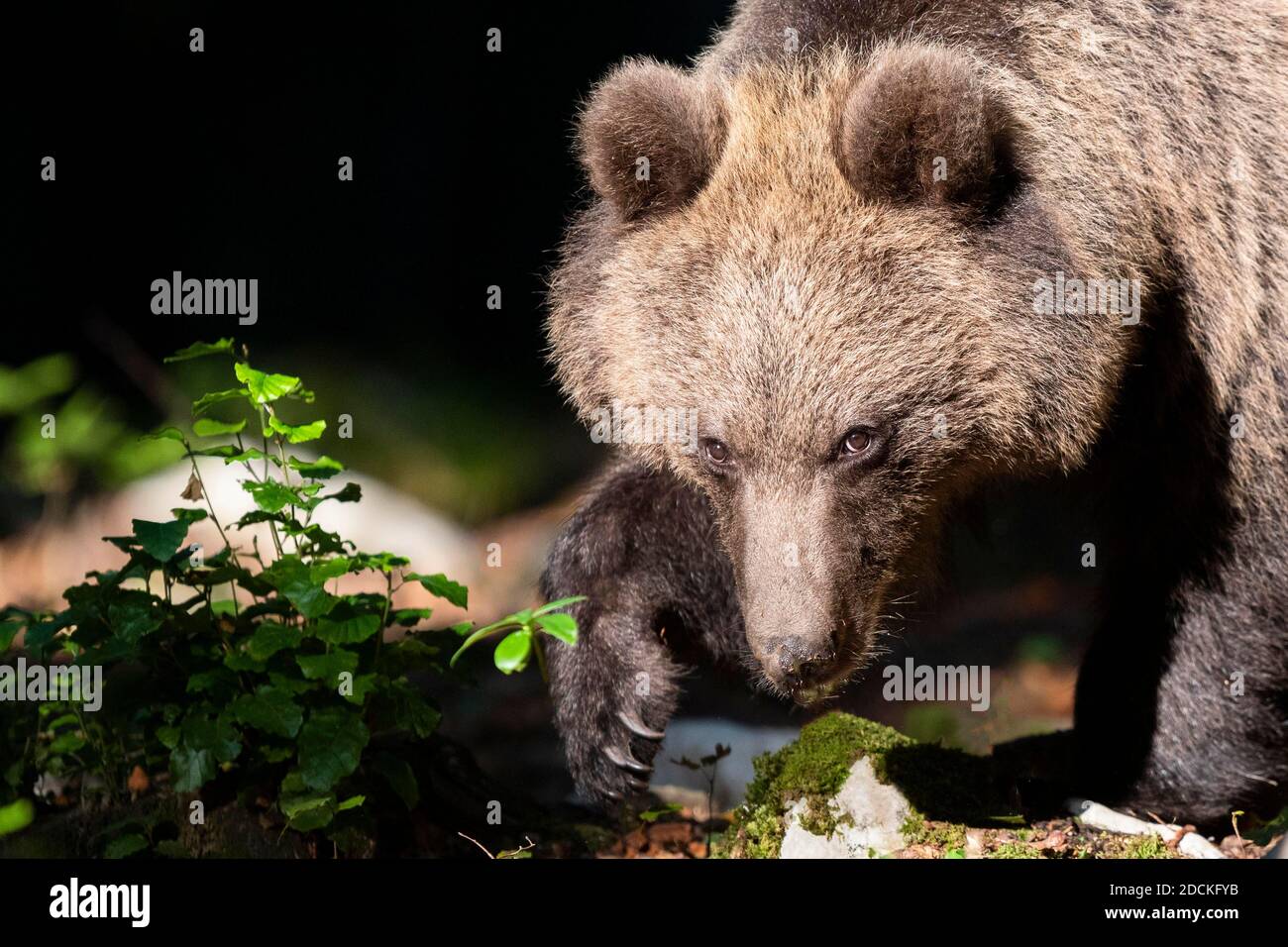 Europäischer Braunbär (Ursus arctos arctos) in Wald, in freier Natur, Region Notranjska, Dinarische Alpen, Slowenien Stockfoto
