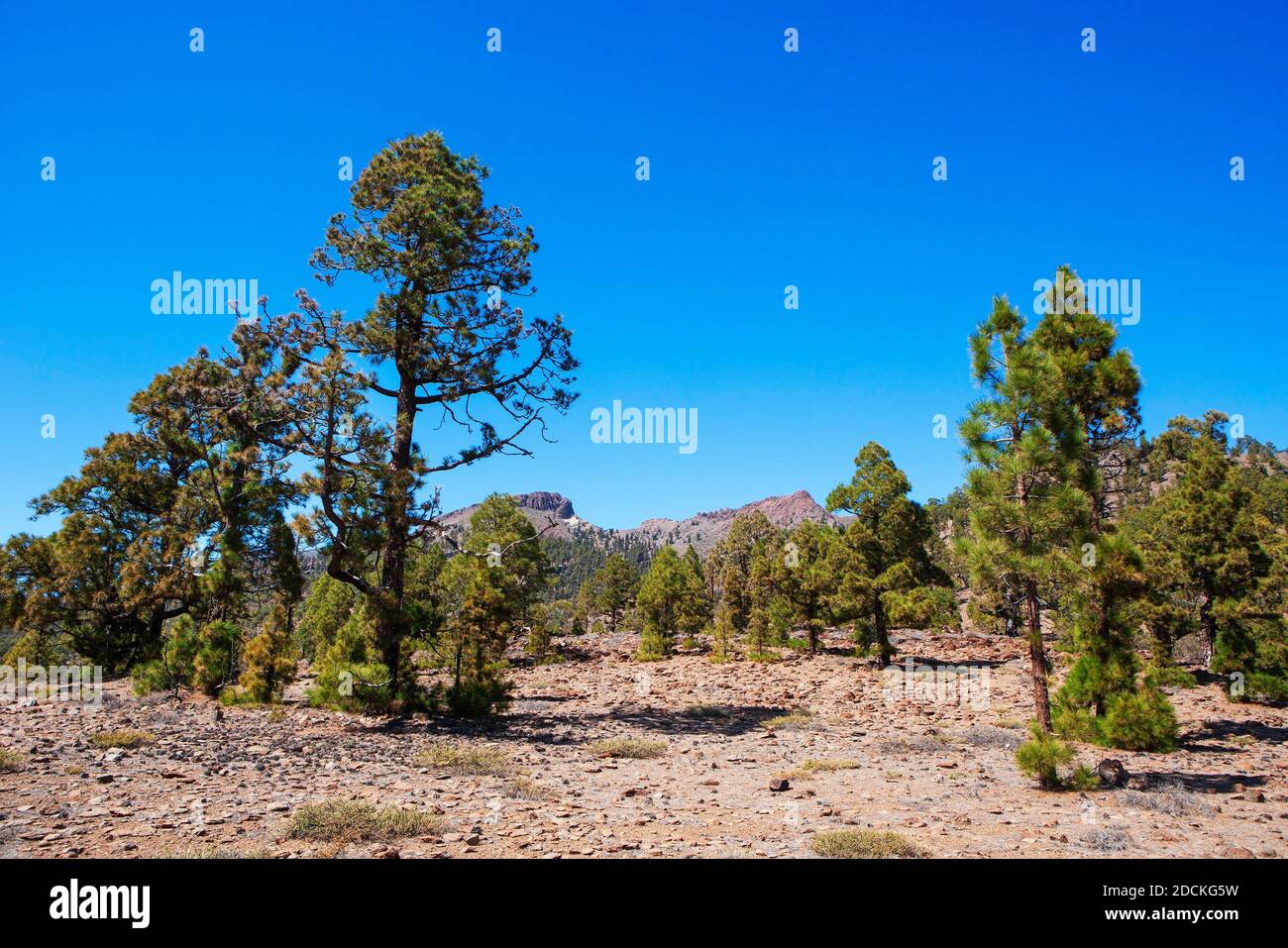 Kanarenwald (Pinus canariensis) auf dem Weg zum Sombrero de Chasna, Teide Nationalpark, Teneriffa, Kanarische Inseln, Spanien Stockfoto