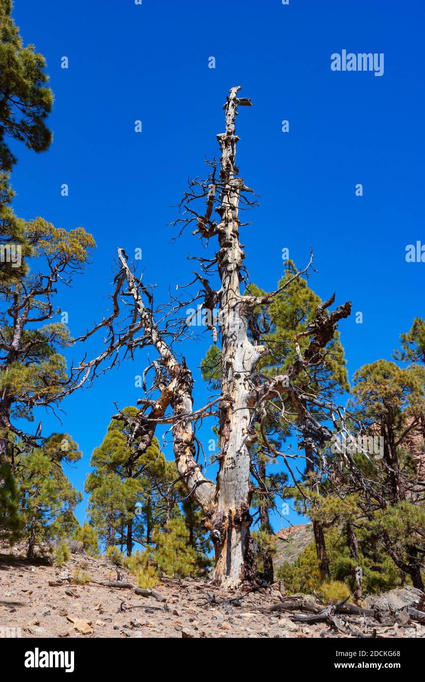 Tote Kanarienkiefer (Pinus canariensis) auf dem Weg zum Sombrero de Chasna, Teide Nationalpark, Teneriffa, Kanarische Inseln, Spanien Stockfoto