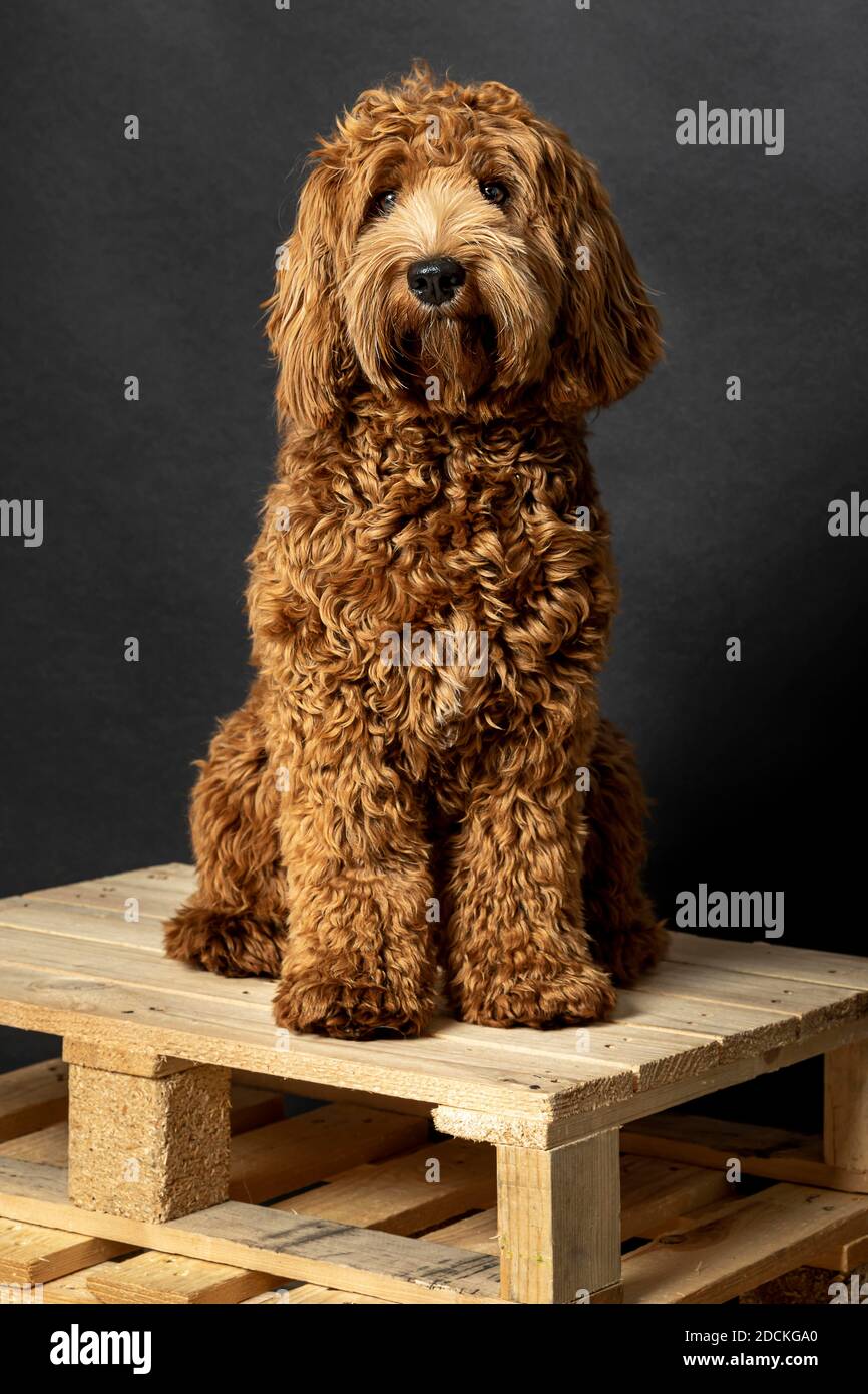 O Labradoodle, Pedigree Hund, hypoallergene Eigenschaften, Mode Hund, Hund Allergie, allergiefrei, Zucht, Junghund, neun Monate, Studioaufnahme, Studio Stockfoto