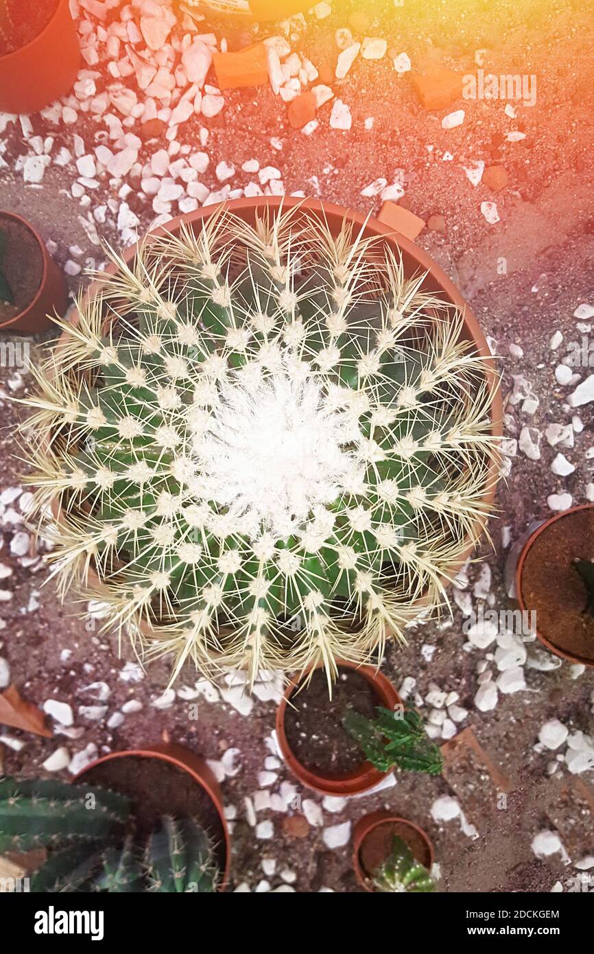mammillaria centricirrha Mammillaria krameria 4" Pot