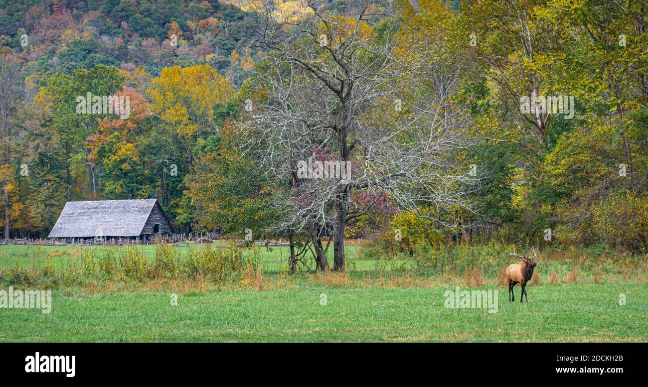 Bull Elk in der Nähe des Oconaluftee Visitors Center im Great Smoky Mountains National Park in der Nähe von Cherokee, North Carolina. (USA) Stockfoto