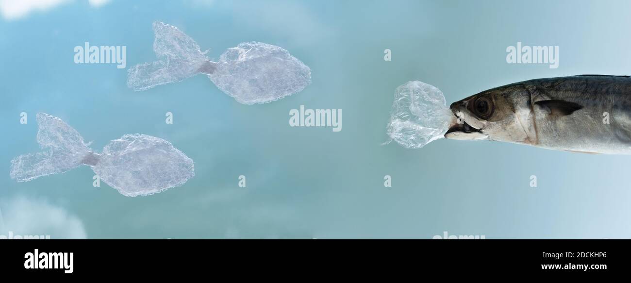Makrele Fisch tierfressenden Plastikmüll in Umweltverschmutzung Konzept Auf blauem Banner-Hintergrund Stockfoto