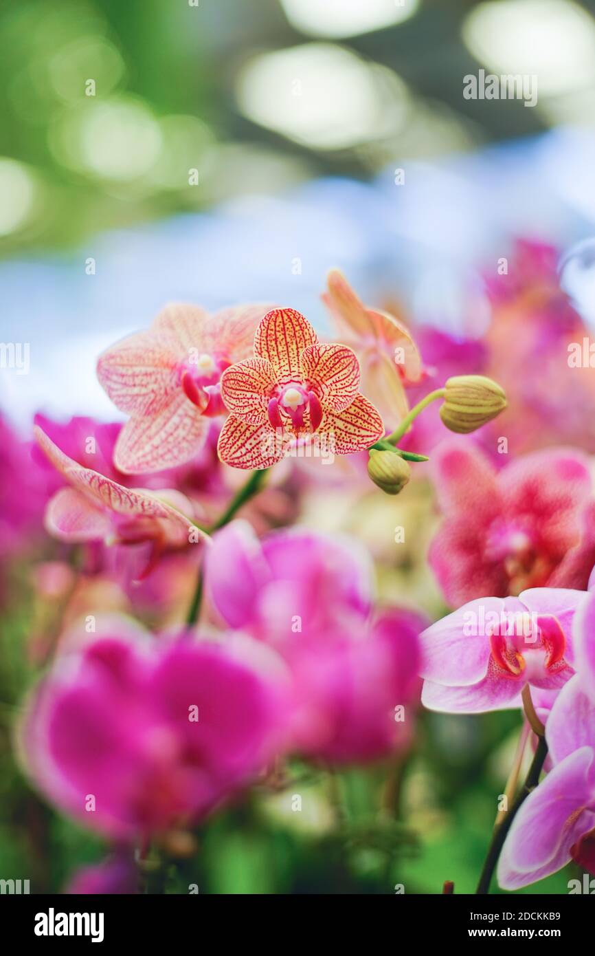 Closed up Schuss schöne rosa Orchidee im Garten. Stockfoto