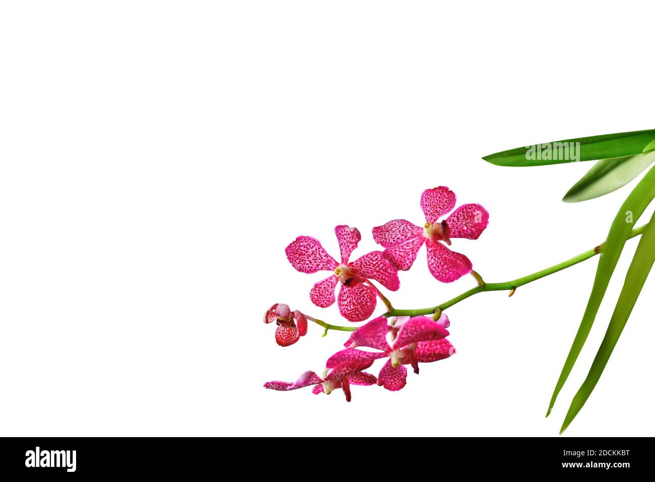 Schöne Reihe von rosa Orchidee isoliert auf weißem Hintergrund. Stockfoto