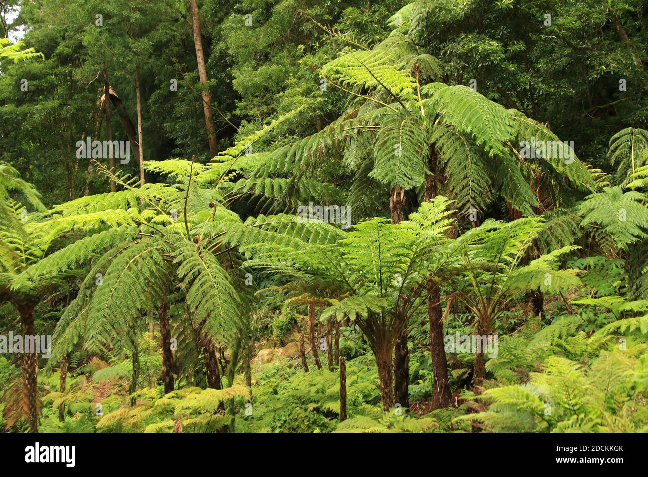 Wald in Caldeira Velha, Nordhang des Fogo Vulkans, Sao Miguel Insel, Azoren, Portugal Stockfoto