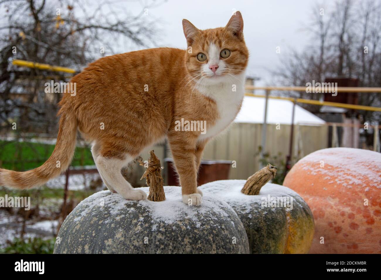 Rote Katze steht an einem Wintertag auf einem riesigen Kürbis. Kürbisse im Schnee im Freien Stockfoto