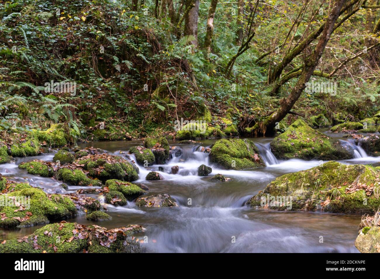 Ein kleiner Bach durch dichten und dichten Wald mit Moosbedeckte Felsen Stockfoto