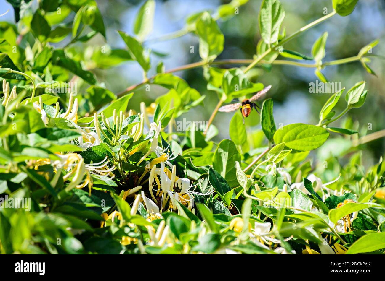 Lonicera caprifolium, die italienische holzbine, perfoliate Geißblatt oder perfoliate woodbine. Stockfoto